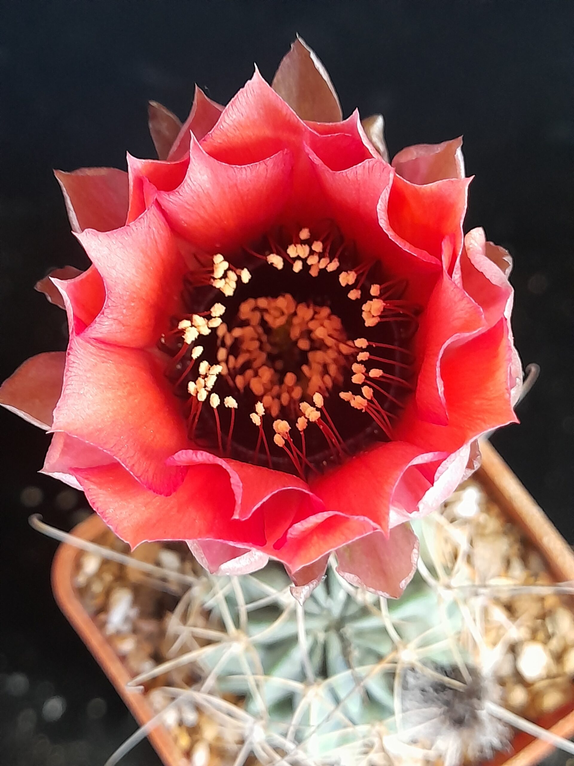 Lobivia jajoiana f. paucicostata - Image 4