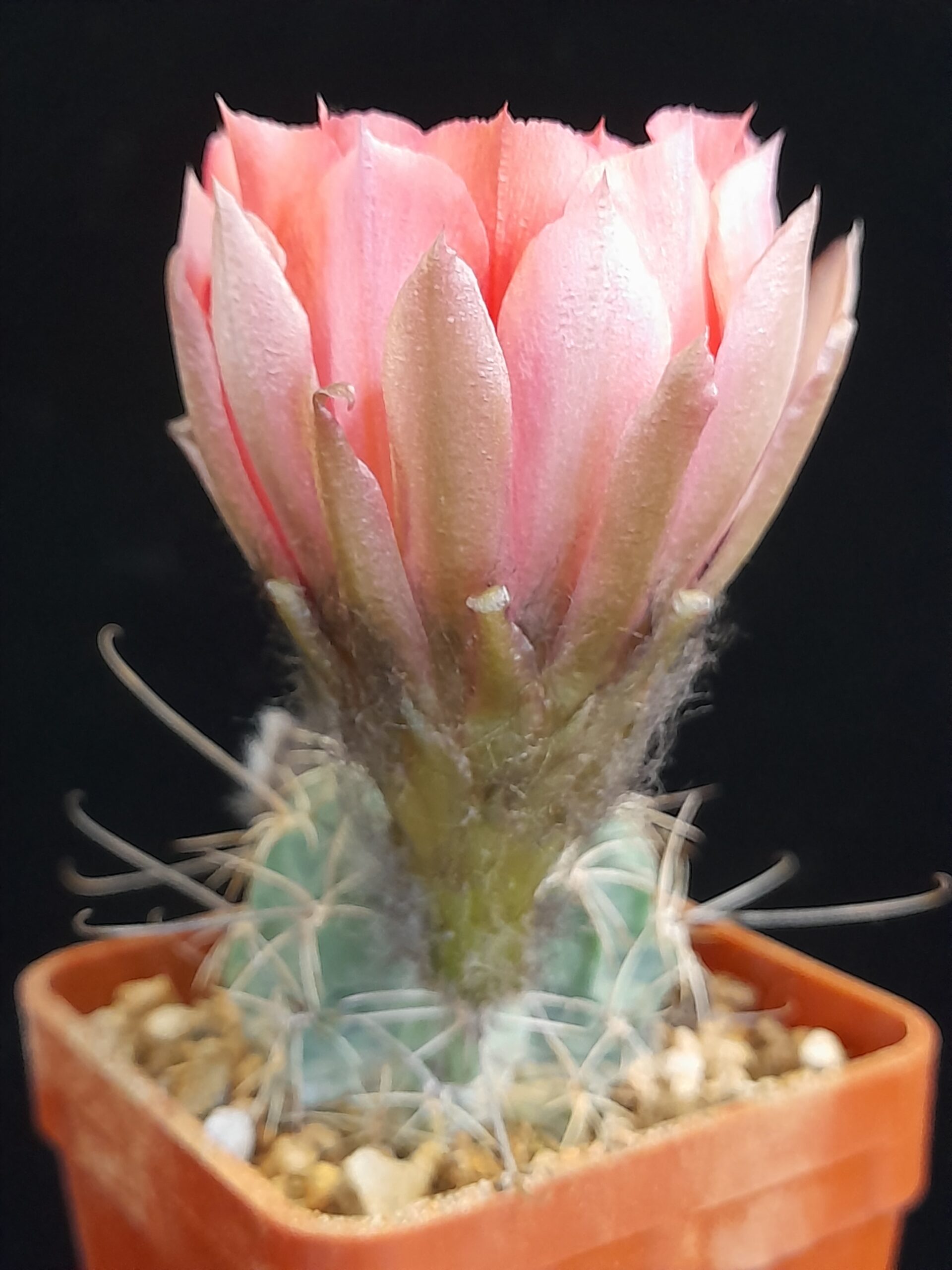 Lobivia jajoiana f. paucicostata - Image 5