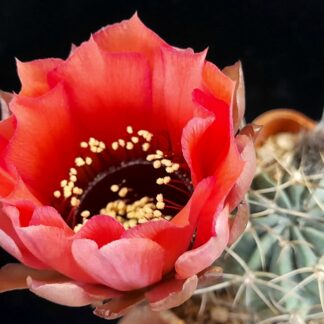 Lobivia jajoiana f. paucicostata