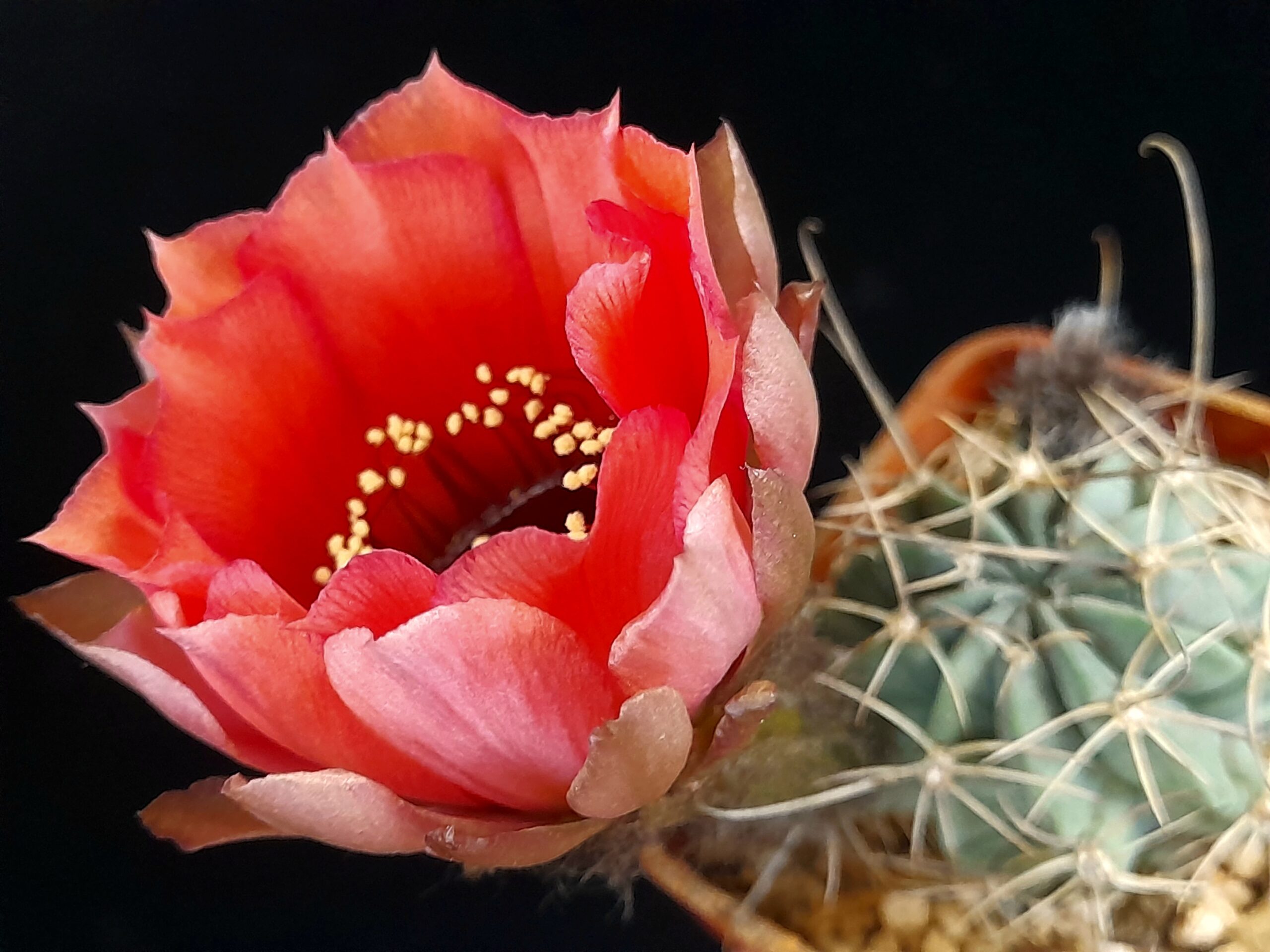 Lobivia jajoiana f. paucicostata - Image 7