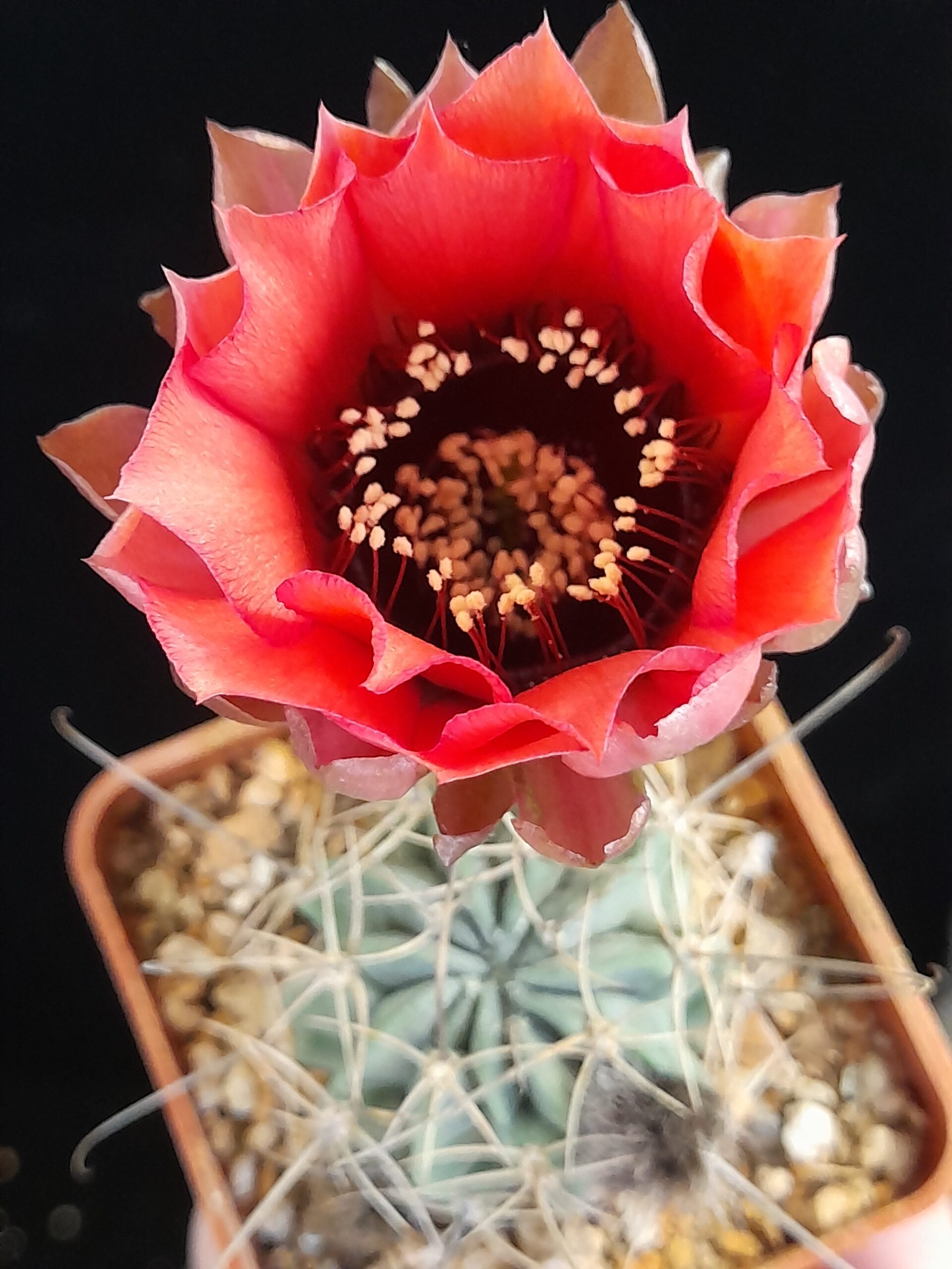 Lobivia jajoiana f. paucicostata - Image 8