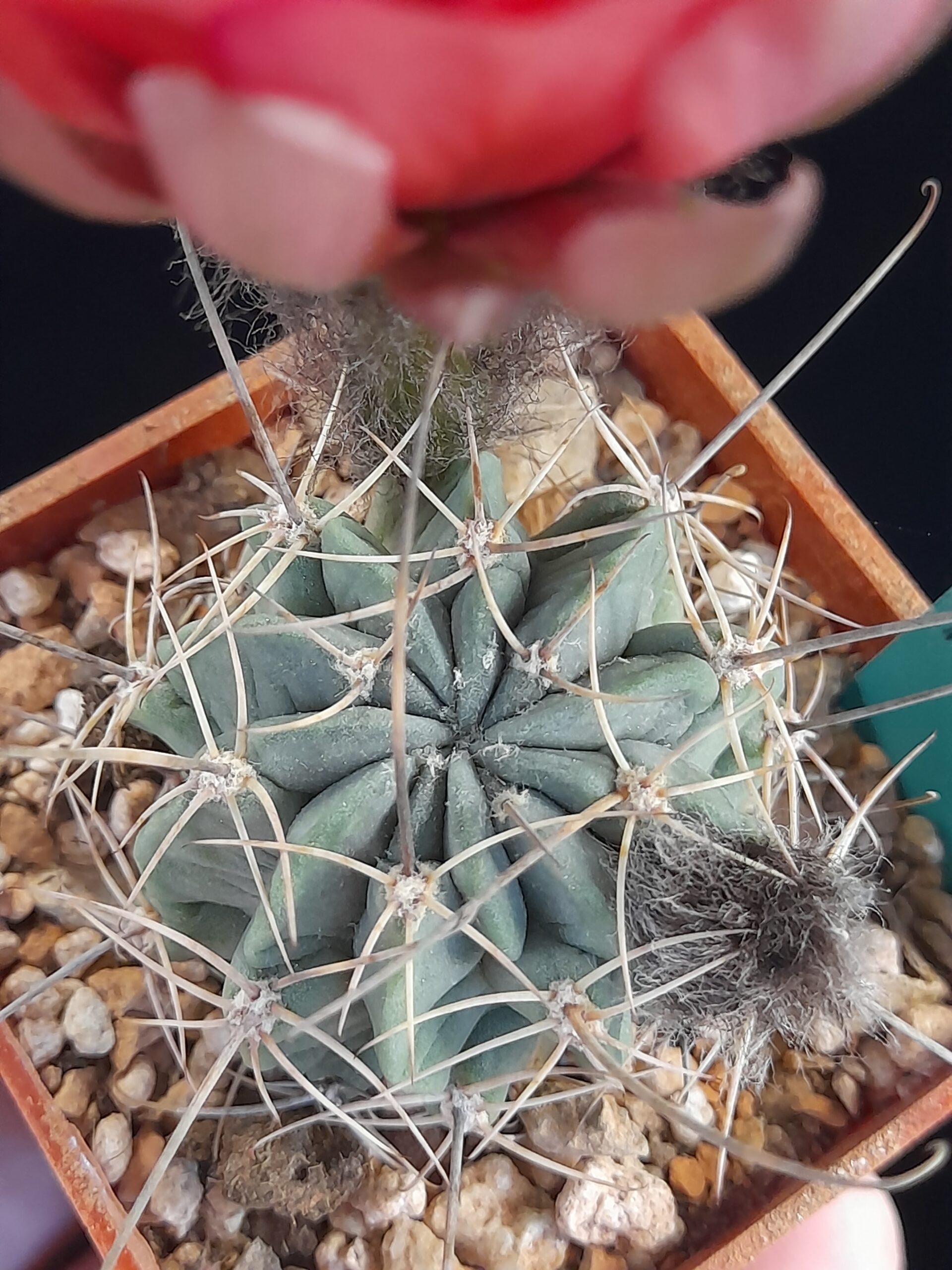 Lobivia jajoiana f. paucicostata - Image 10